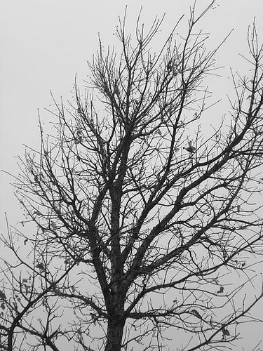 Gray tree